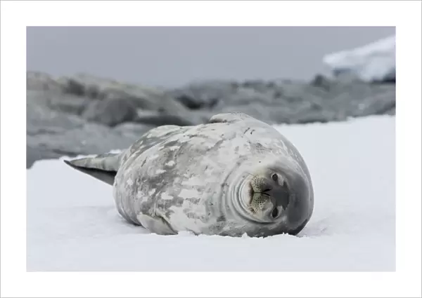 Weddell seal (Leptonychotes weddellii), Commonwealth Bay, Antarctica, Polar Regions