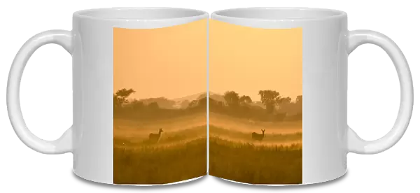 Puku in the mist at sunrise, Busanga Plains, Kafue National Park, Zambia, Africa