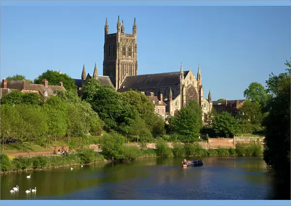 Mute swans and barge on River Severn, spring evening, Worcester Cathedral