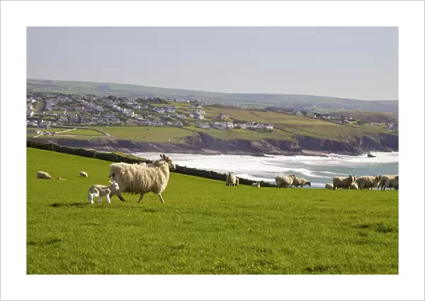 New-born lamb and sheep on pasture in spring sunshine, Pentire Headland