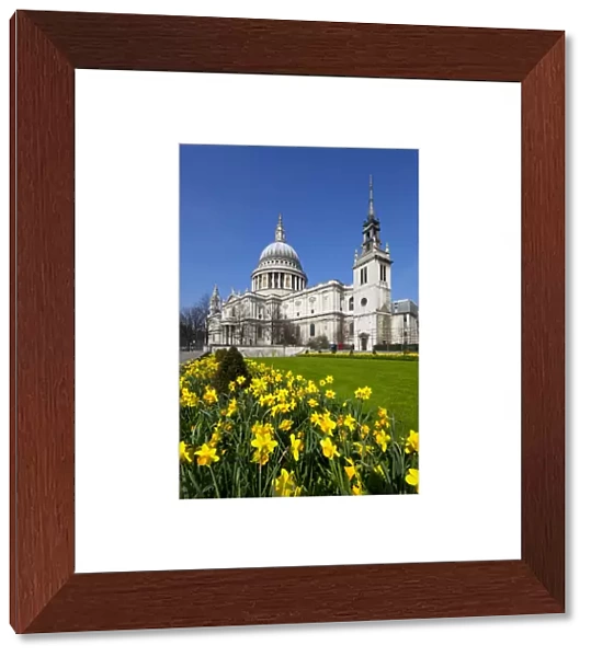 St. Pauls Cathedral with daffodils, London, England, United Kingdom, Europe