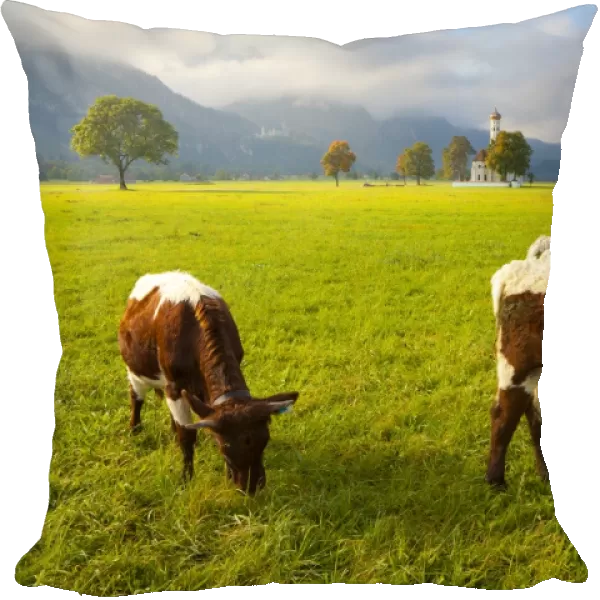 Cattle grazing with Saint Koloman Church and Neuschwanstein Castle in the background, near Fussen, Bavaria, Germany, Europe