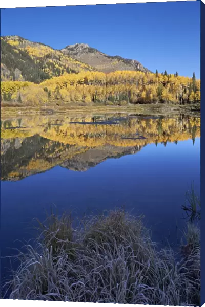 Yellow aspen trees reflected in Priest Lake in the fall, San Juan National Forest, Colorado, United States of America, North America