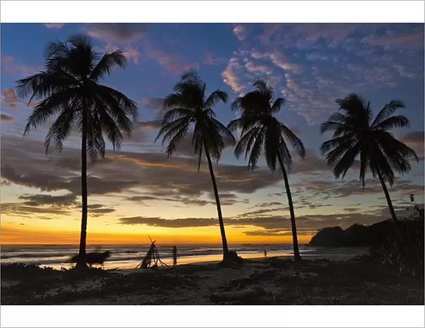 Palm trees at sunset on Playa Guiones surfing beach, Nosara, Nicoya Peninsula, Guanacaste Province, Costa Rica, Central America