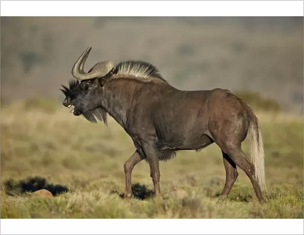 Male black wildebeest (white-tailed gnu (Connochaetes gnou) calling, Mountain Zebra National Park, South Africa, Africa