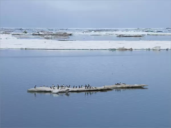 Brunnichs guillemots (thick-billed murres) (Uria lomvia), Cape Waring, Wrangel Island, UNESCO World Heritage Site, Chuckchi Sea, Chukotka, Russia, Eurasia