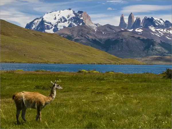 Guanaco (Lama Guanicoe), Torres del Paine National Park, Patagonia, Chile, South America