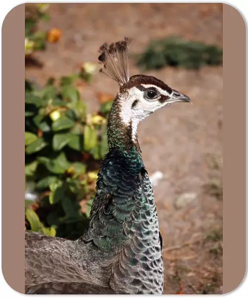 Peahen, female Peacock