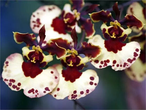 Tolumnia Parrot Orchid
