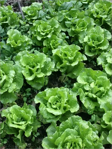 Bed of lettuce