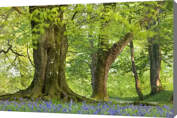 Beech and Oak trees above a carpet of bluebells in a woodland, Blackbury Camp, Devon, England
