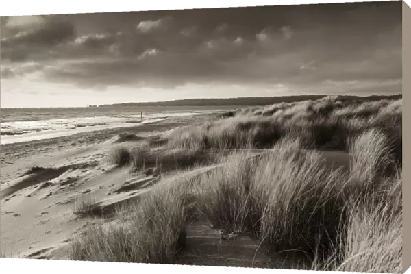 Windswept sand dunes on the beach at Studland Bay, with views towards Old Harry Rocks
