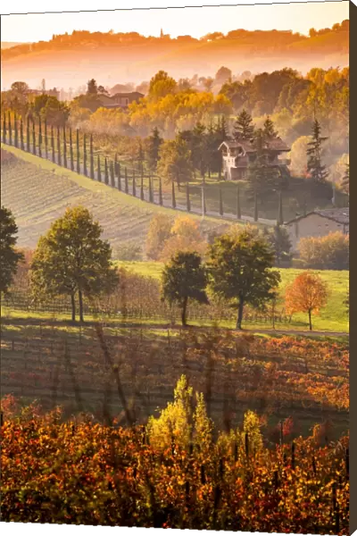Castelvetro, Modena, Emilia Romagna, Italy. Sunset over the Lambrusco Grasparossa vineyards