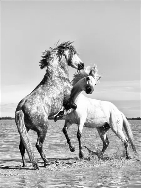 White horses of Camargue fighting in the water, Camargue, France