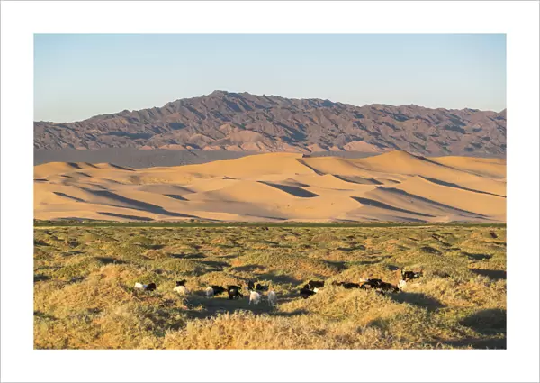Goats grazing with Khongor sand dunes and mountains in the background in Gobi Gurvan