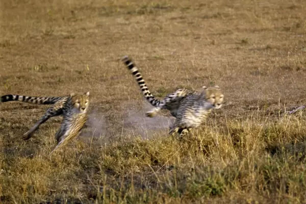 Two cheetahs sprint after their quarry