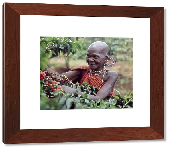 An old Kikuyu lady picks coffee Taken in the 1960 s