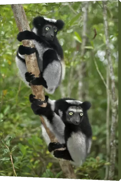 An indri (Indri indri) in eastern Madagascar