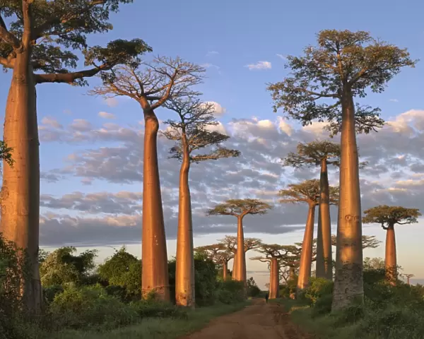 The Avenue of Baobabs at sunrise