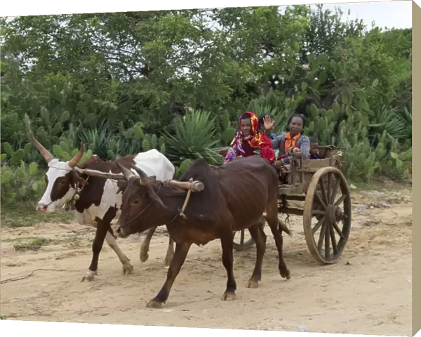 A Malagasy family returns from Tsiombe market in an ox-drawn cart