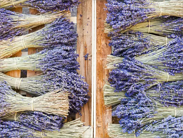 France, Provence, Alpes-de-Haute-Provence: Bunch of Lavender