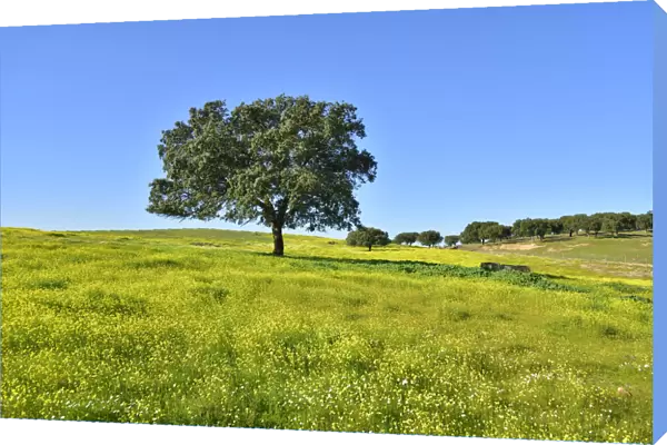 Holm oak in the vast plains of Alentejo. Portugal