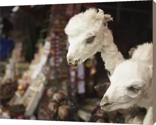 Stuffed baby llamas in Witches Market, La Paz, Bolivia