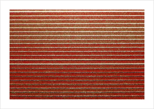 Red rows in an aerial view of tulips field (Sint Maarten, Schagen municipality, Dutch