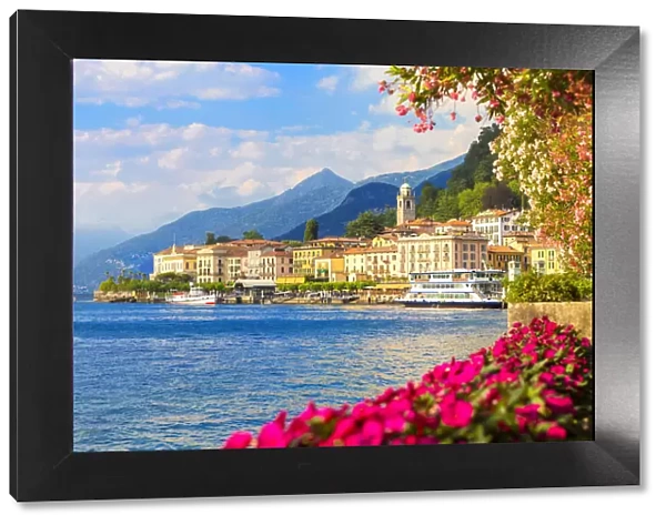Flowering on the lake side of Bellagio, Province of Como, Como Lake, Lombardy, Italy