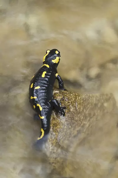 Lombardy, Italy. Fire salamander