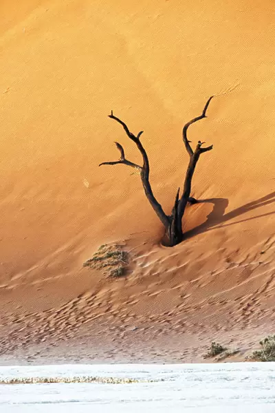Deadvlei, Sosusvlei, Namibia, Africa