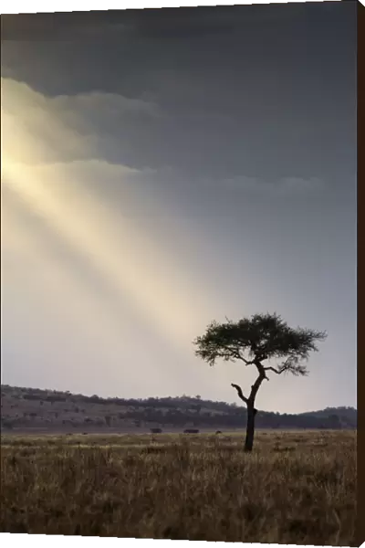 A shaft of light on an acacia tree, Serengeti National Park, Tanzania, Africa