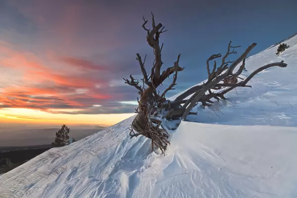 Italy, Sicily, the skeleton of a pine tree on the snowy slopes of Monte Nero degli