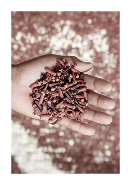 Asia, Southeast Asia, Indonesia, Maluku, Spice islands, Seram island, drying cloves