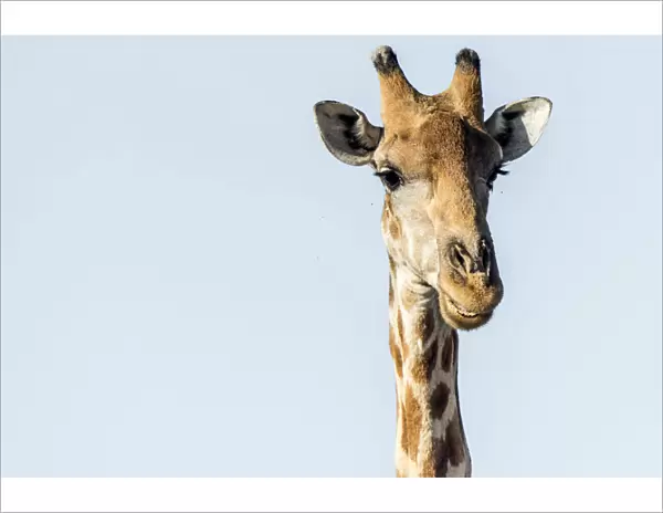 Africa, Namibia, Ethosha National Park. A giraffe