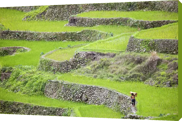 Asia, South East Asia, Philippines, Cordilleras, Banaue; a local farmer walking along