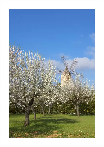 Windmill nearby Santa Maria del Cami, Cala Sa'Amonia, Majorca, Balearics, Spain