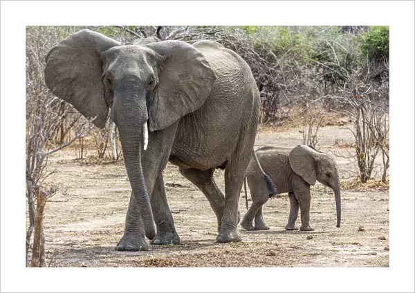 Africa, Zambia, Southern Luangwa National Park. An elephant mother with cub