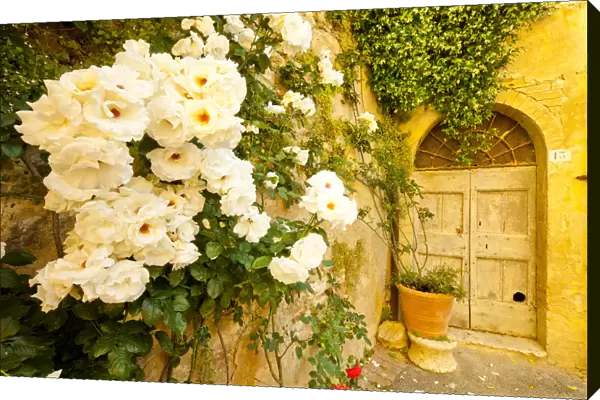 Roses & Courtyard Door, Lucignano d Asso, Tuscany, Italy