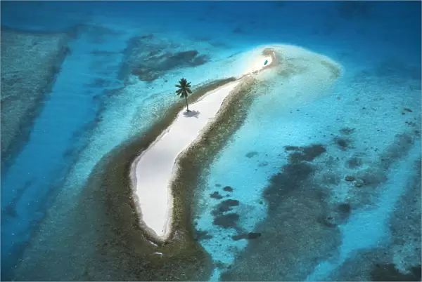 Aerial View over Island with Lone Palm Tree, Maldives, Indian Ocean