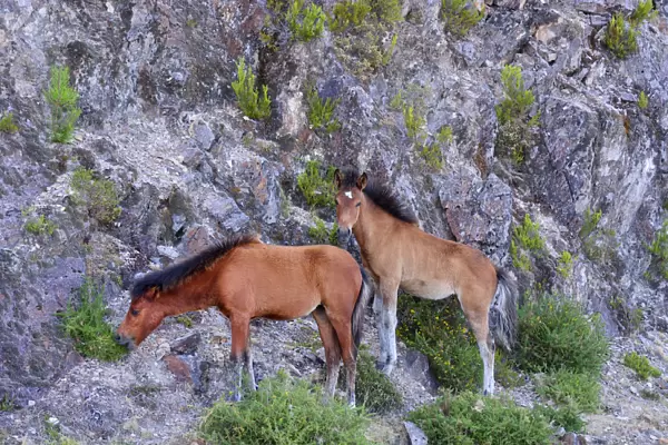 Cubs of the Garrano. It is an Iberian horse, specific to the Peneda Geres National Park