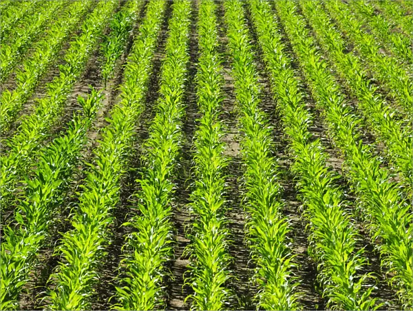 Corn (maize) plantations in Ribatejo, Portugal