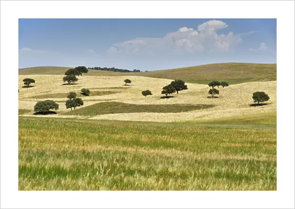 Wheat fields of Aljustrel, Alentejo. Portugal
