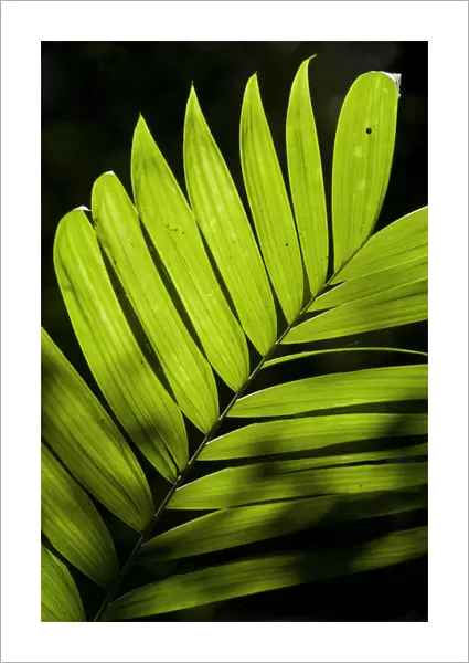 Guatemala, El Peten, Tikal, Palm leaf