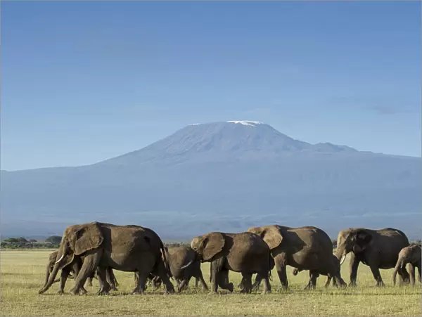 Elephants and Mount Kilimanjaro, Amboseli, Kenya