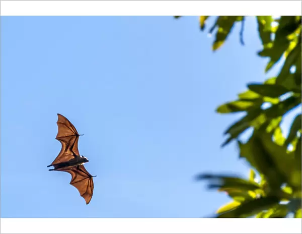 Africa, Tanzania, Mafia Island. Fruit eating bat on Juani island