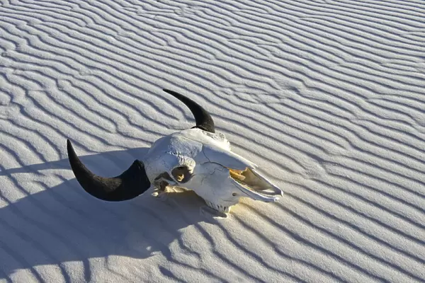 Bison Skull in sand desert, White Sands, National Monument, New Mexico, USA