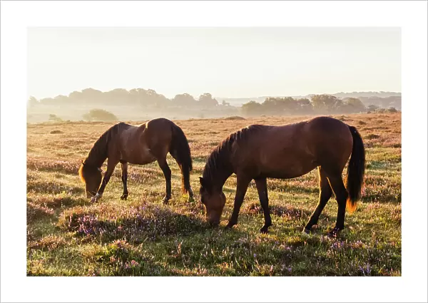 England, Hampshire, New Forest, Horses Grazing