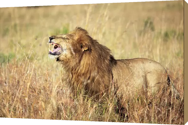 Lion (Panthera leo), Kidepo national park, Uganda, East Africa