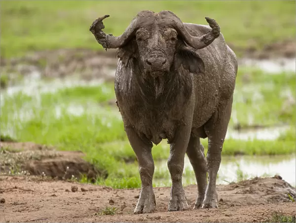 African buffalo by waterhole, Mikumi, Tanzaina